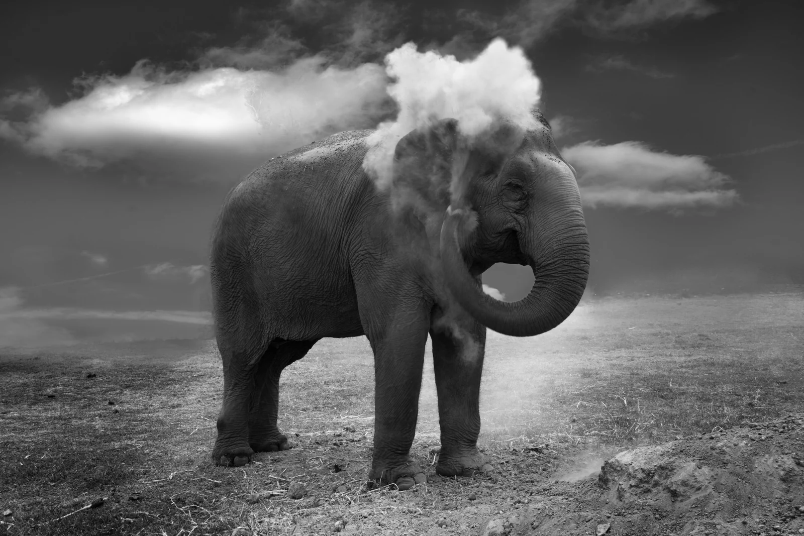 Elephant surrounded by dust in monochrome